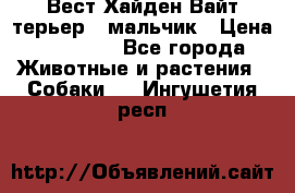 Вест Хайден Вайт терьер - мальчик › Цена ­ 35 000 - Все города Животные и растения » Собаки   . Ингушетия респ.
